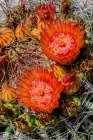 Bright orange or red flowers of a barrel cactus in the Sonoran Desert. Art Print